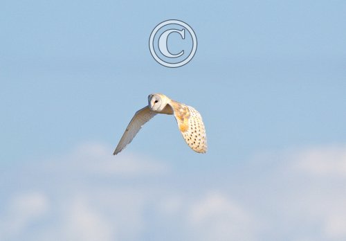 Barn Owl in Flight 1 DMO305